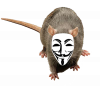 Rat / Patkány